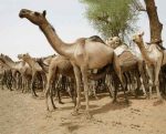 مقتل أثنين من رعاة الأبل ونهب 400 رأساً في بجنوب دارفور