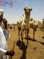  تجار الإبل السودانيون غير آبهين بالثورة التي أسقطت البشير