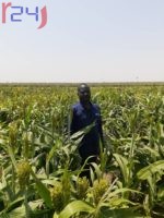 تعرف على تأثير فيروس كورونا على الأمن الغذائي في السودان