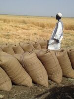 الفاو: اكثرمن7ملايين طن إنتاج السودان من الحبوب في العام 2022