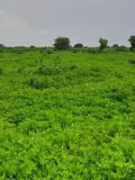 إدارة تفرض رسومًا جديدة على الفول السوداني في شرق دارفور