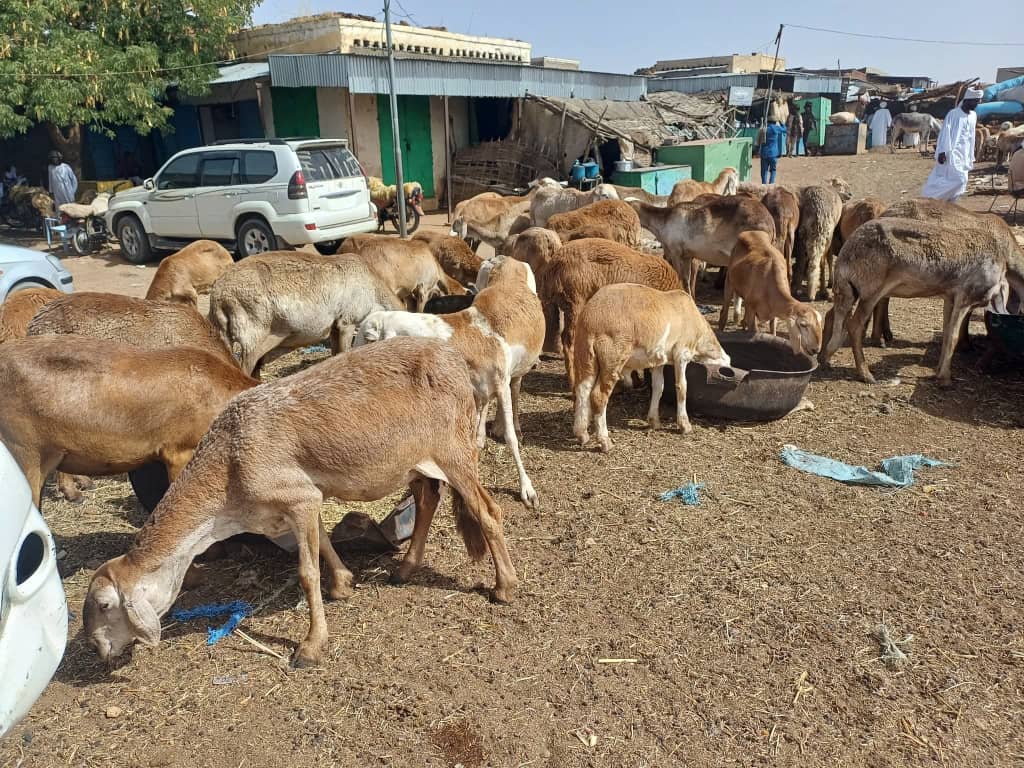 غياب اللقاحات يفاقم أوبئة الماشية بدارفور