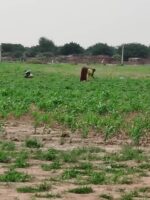 Poor Rainfall Threatens Agricultural Season in Sudan Darfur 