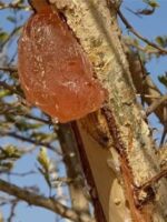 Smuggling ,Looting, RSF's Brunt Leads to collapses of Gum arabic trade