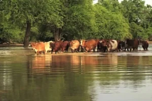 نهب مواشٍ واختطاف رعاة شرق الدلنج