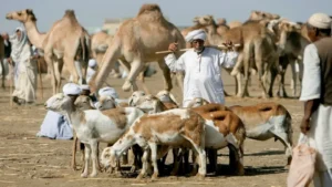 الجفاف يجبر أصحاب الماشية بجنوب دارفور على بيعها