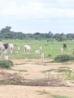 FAO Launches Major Livestock Vaccination Campaign in East Darfur