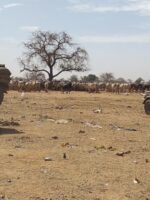 Russian Forces Recruit Sudanese Herders in Border Areas of CAR