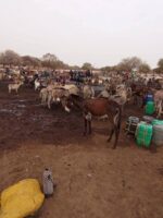 Displaced Persons in North Darfur Face Acute Water and Food Shortages