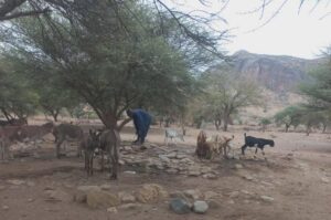 تحرير السودان تفرض رسومًا على ممتلكات الأسر