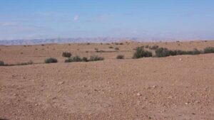 شح الأمطار يهدد زرّاع طويلة بدارفور