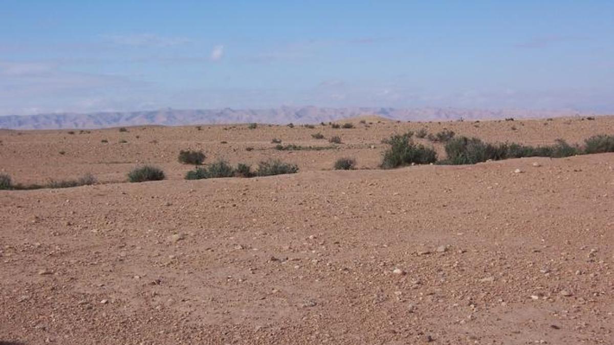 شح الأمطار يهدد زرّاع طويلة بدارفور