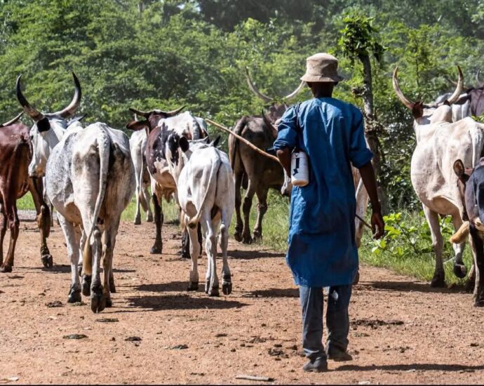 A livestock herder in Darfur